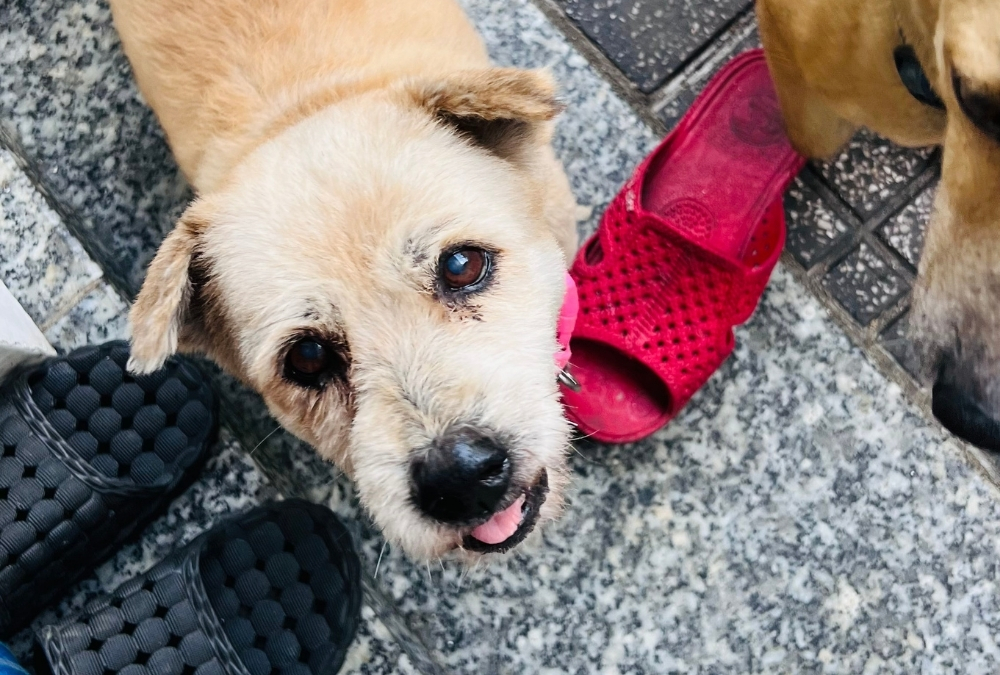 Petting The Street Dogs
