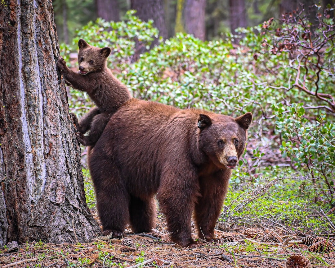 Bear euthanized, her cubs left orphaned, over objections of Monrovia city leaders