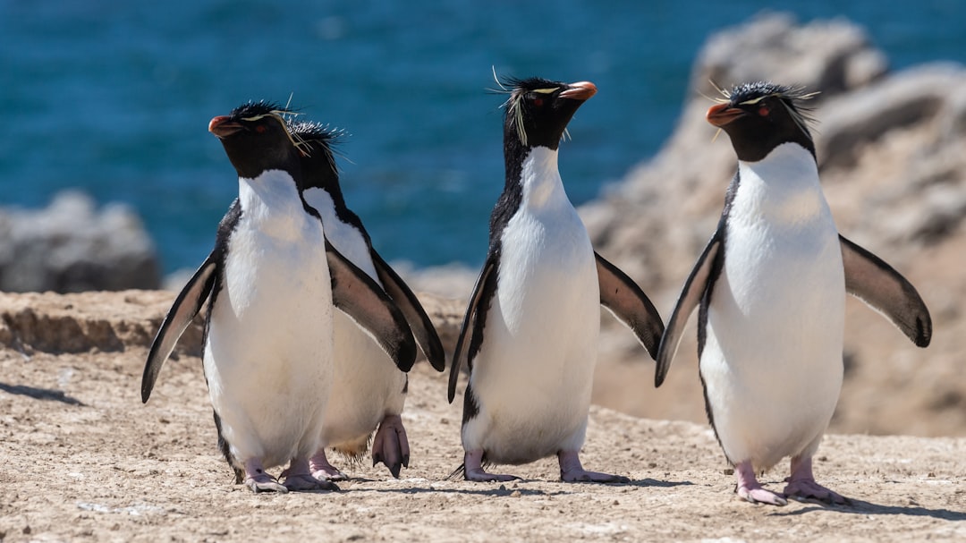 Falkland Islands Travel Guide (2026)