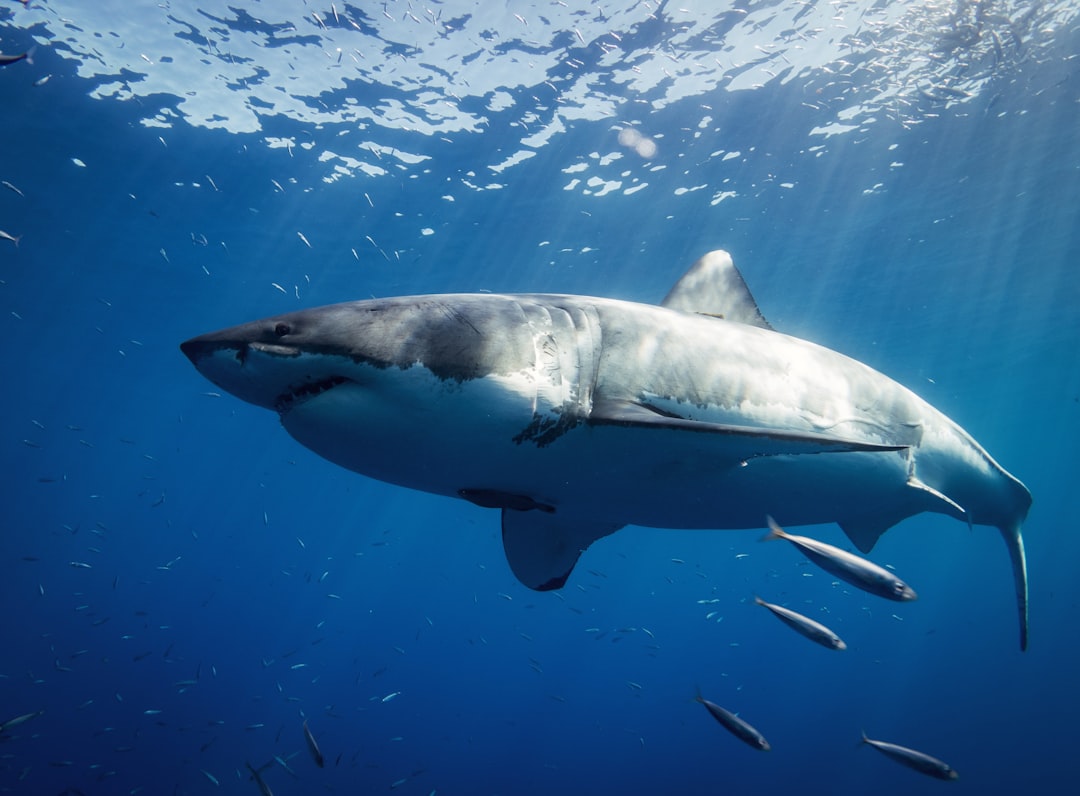 8-foot great white circles Newport surfer. Get ready for a 'very sharky summer,' expert says