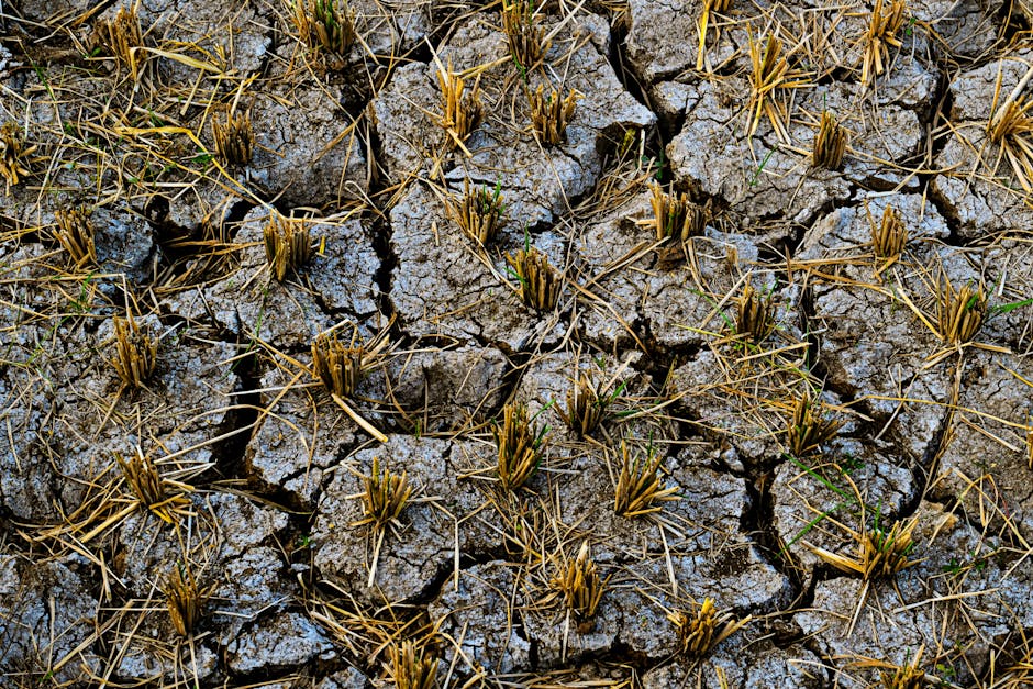 California farmers were already struggling. Then came the Iran war