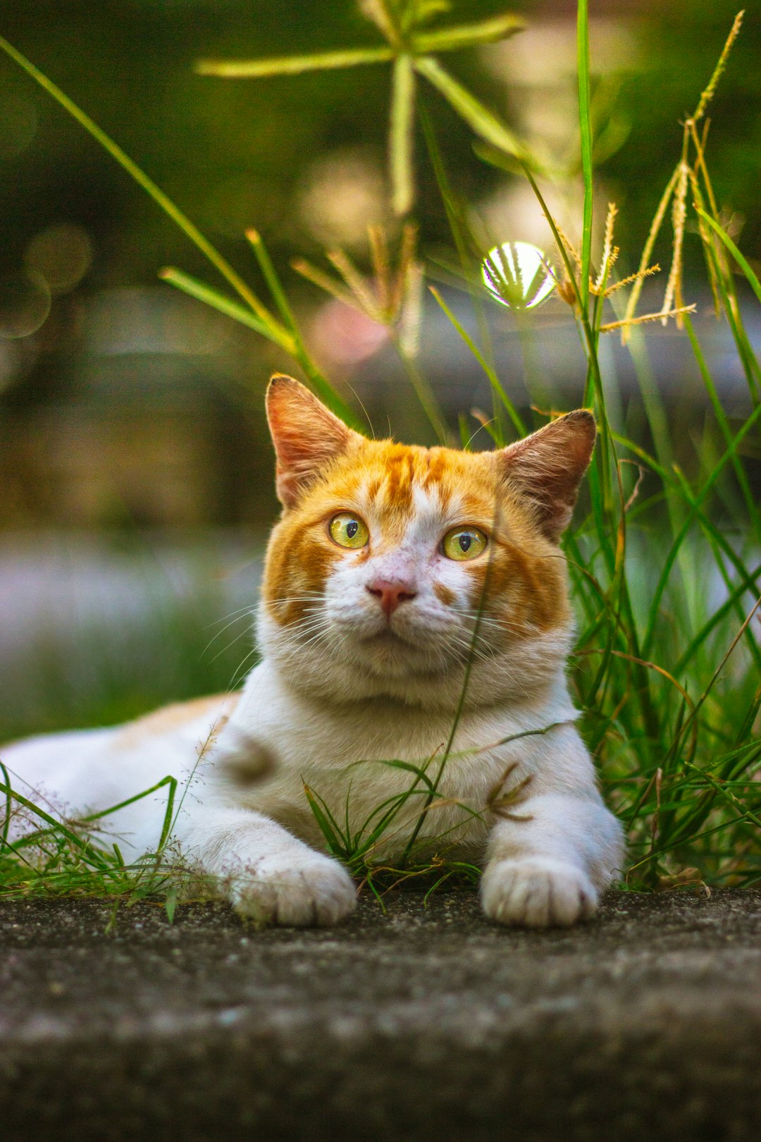 PETA offers reward for tips on South L.A. cat shootings