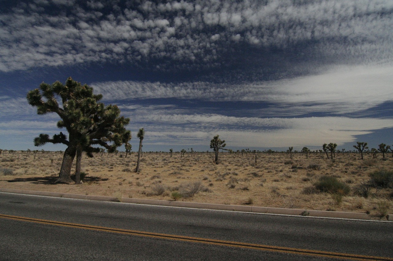 Next to Joshua Tree National Park, a mining company is staking its claim for rare earth minerals