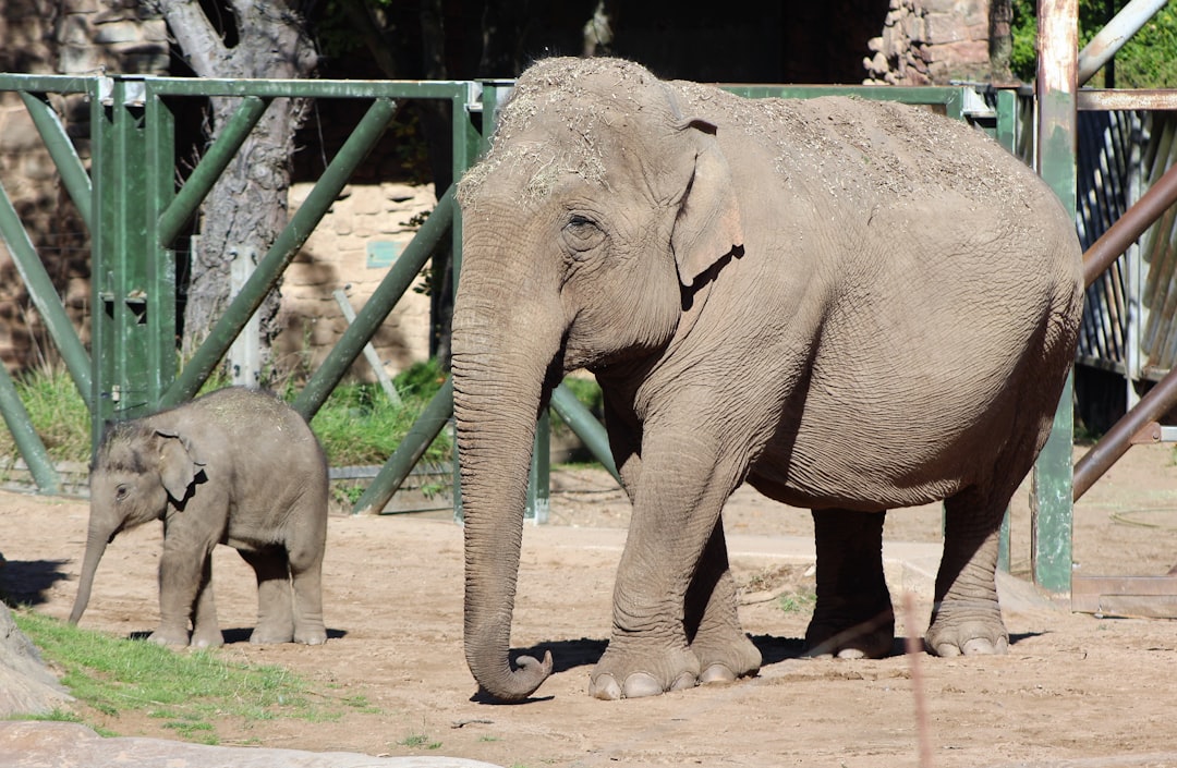 Hollywood rallies around former L.A. Zoo elephants Billy and Tina as they reportedly suffer in Tulsa