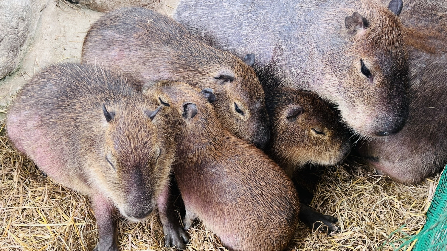 ZooDoo Animal Sanctuary Da Lat
