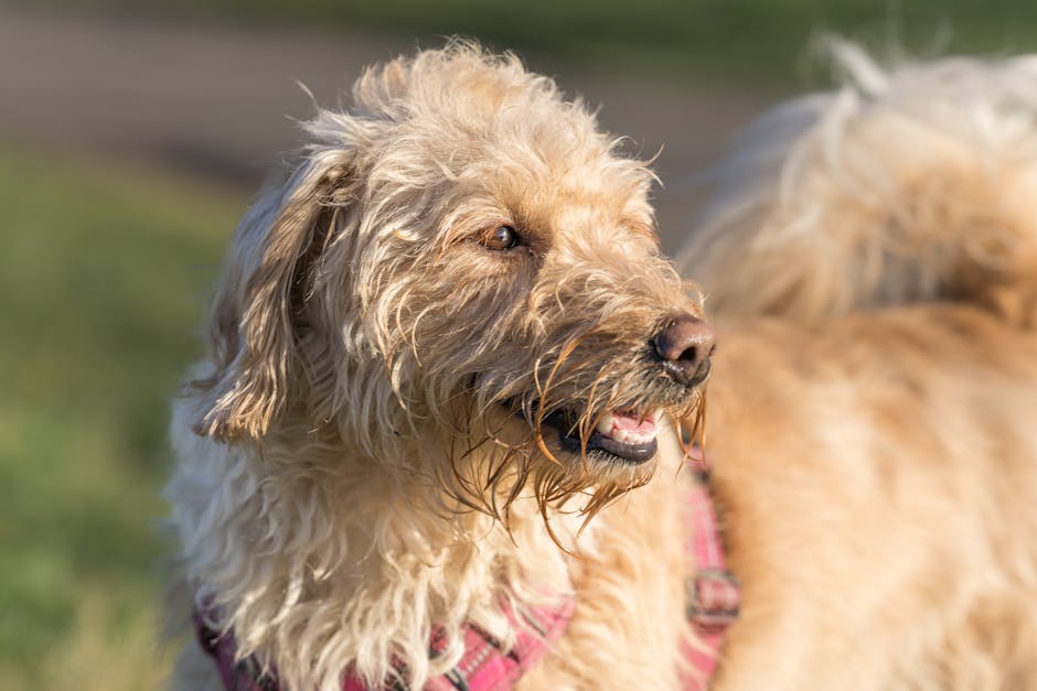 Heartless dognappers caught on camera stealing Labradoodles Coco Chanel and Taco from SoCal car