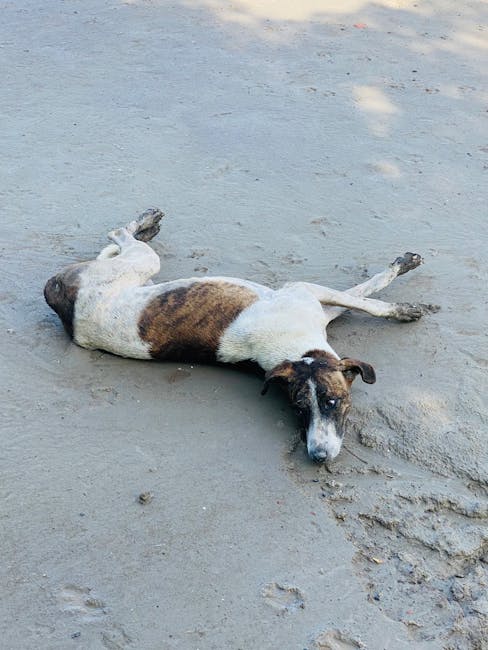 20 dead ‘canines’ found washed up on Washington state island: ‘A diabolical person out there’
