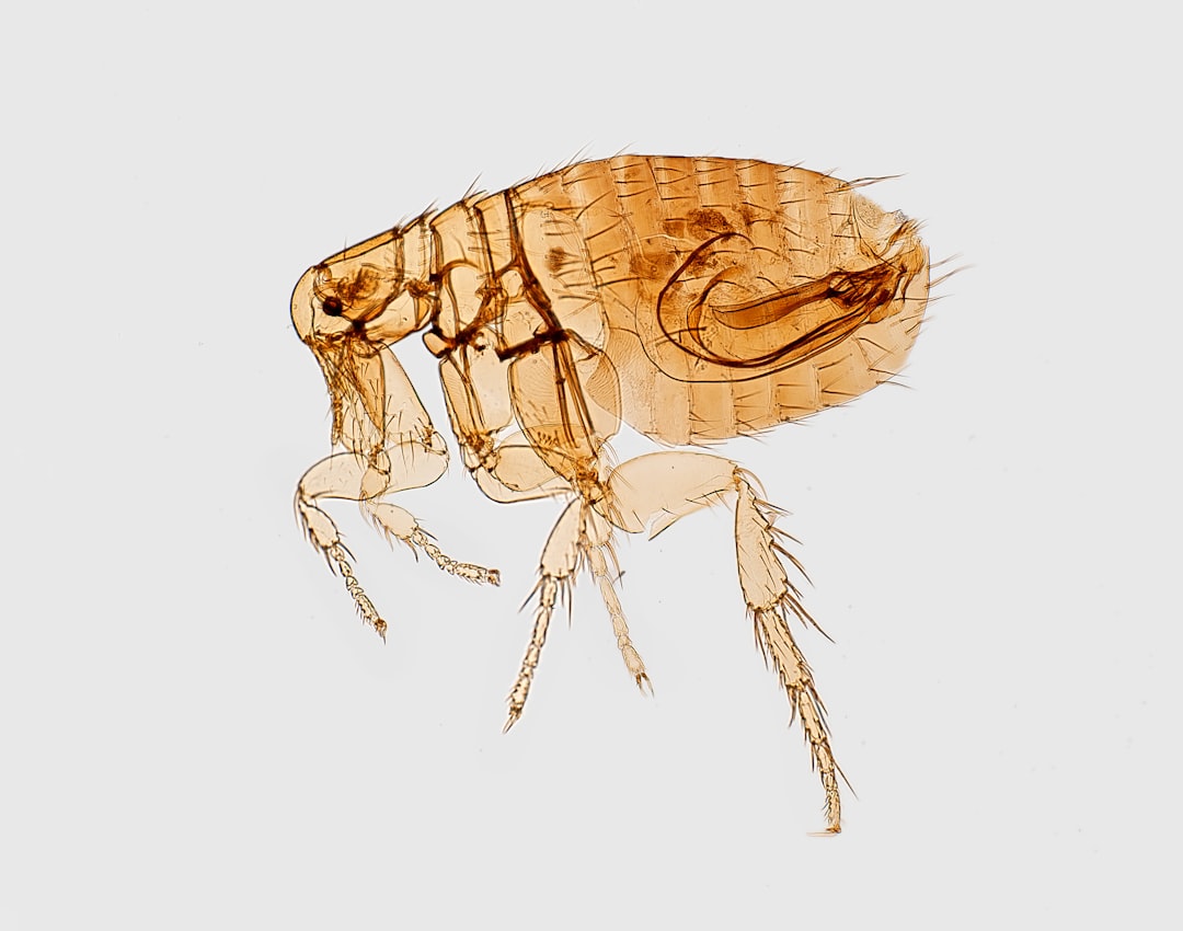 Typhus from fleas hits record level in L.A.:  Where the hot spots are and how to protect yourself