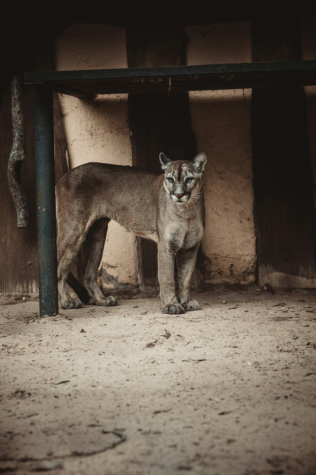 Baby mountain lion orphaned and left to starve in Southern California is rescued
