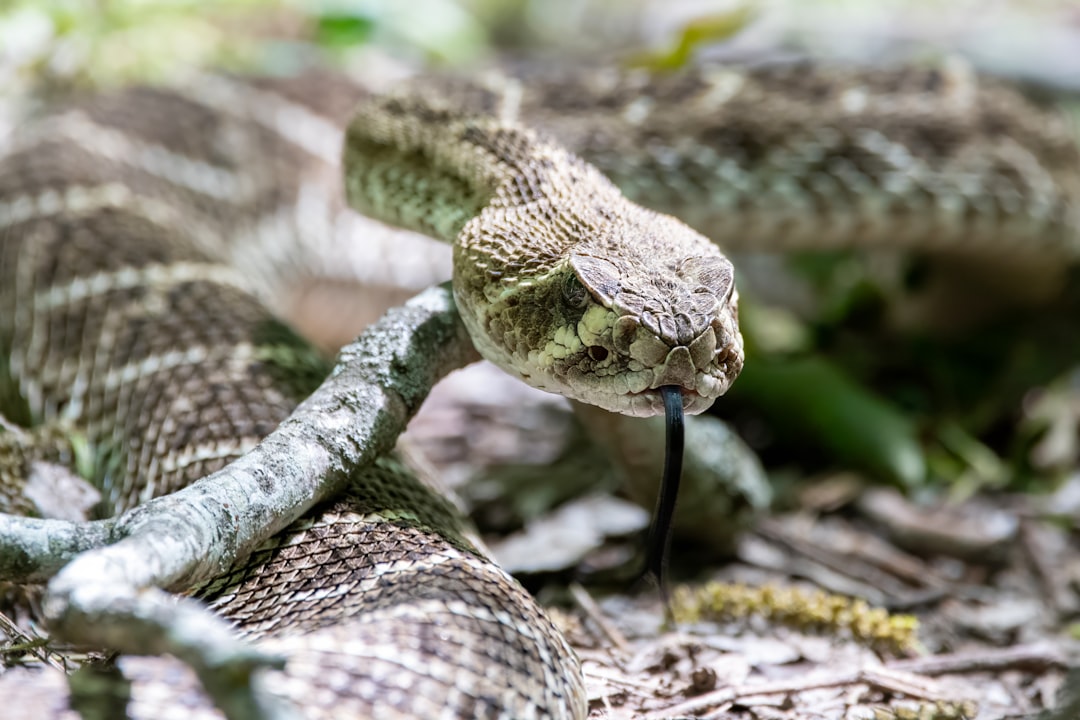 Hiker survives rattlesnake bite on a Southern California trail