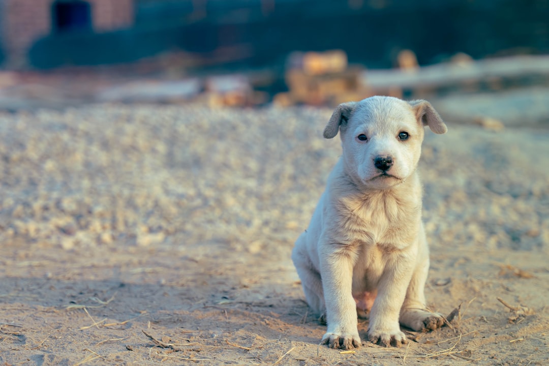 Authorities search for man caught on camera abandoning puppy in SoCal 'coyote country'