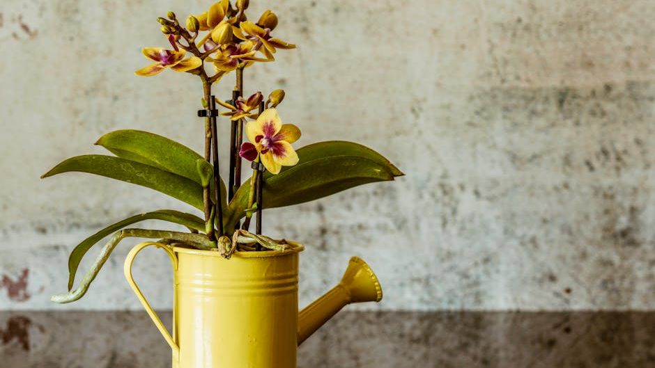 12 Professional Secrets That Make Orchids Bloom Again After They've Gone Completely Dormant