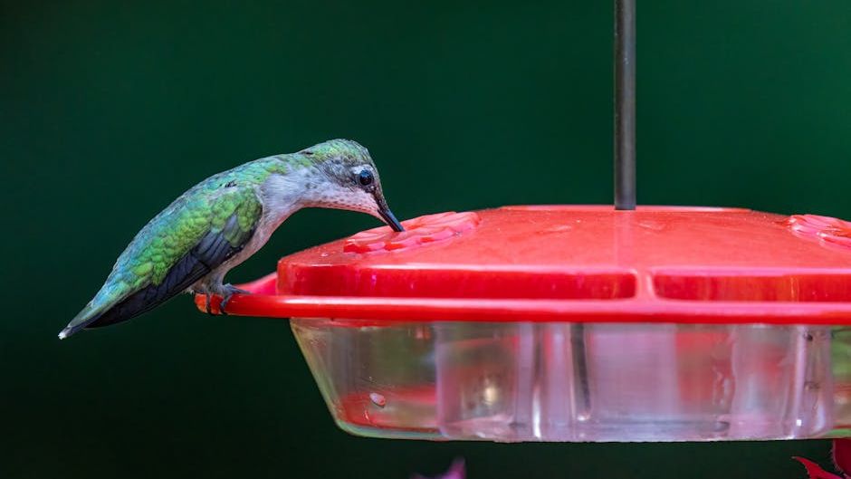 13 Backyard Secrets Hummingbirds Can't Resist That Most Gardeners Never Think to Try
