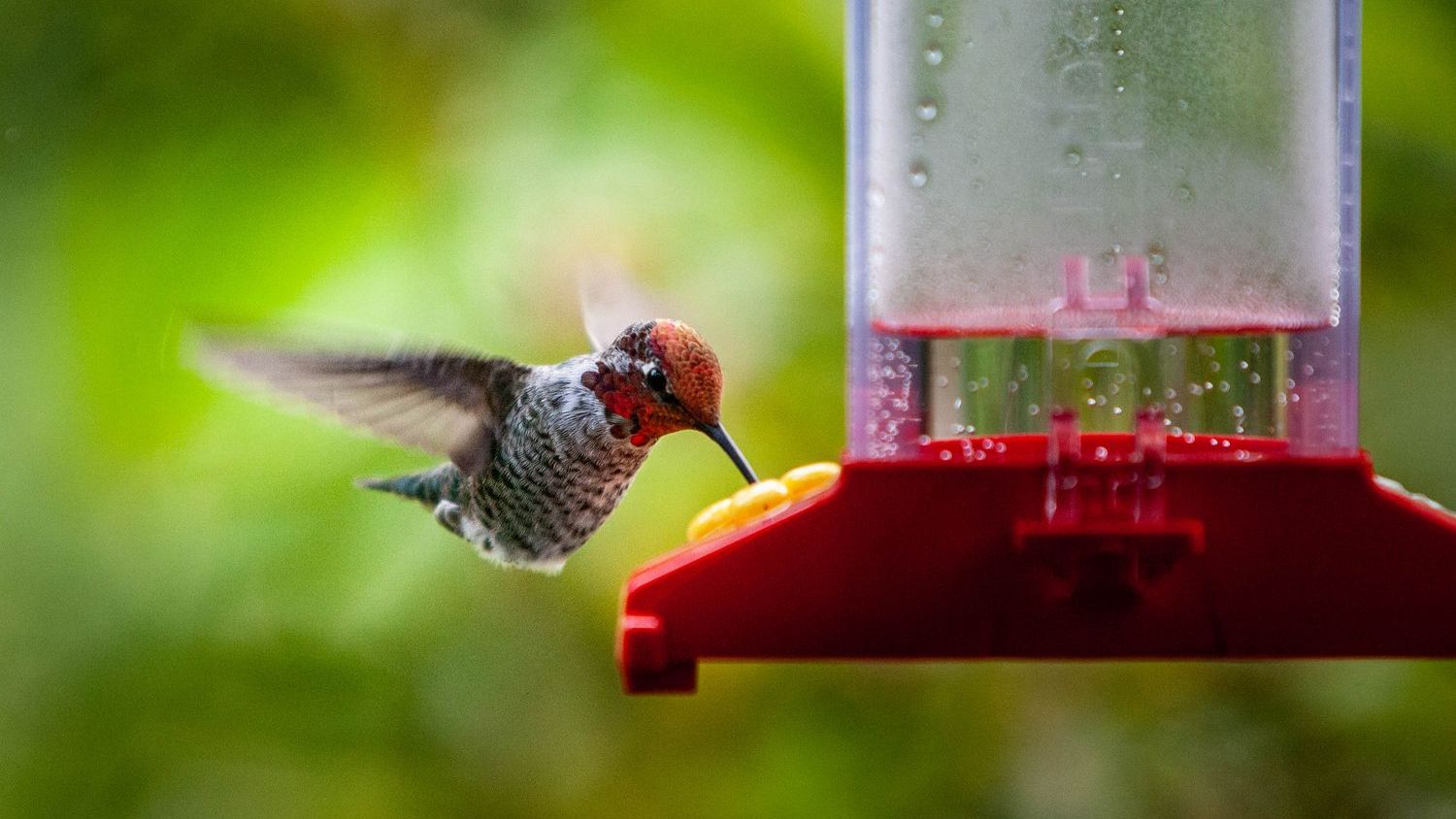 14 Things in Your Yard That Send Hummingbirds Straight to Your Neighbor's Garden Instead